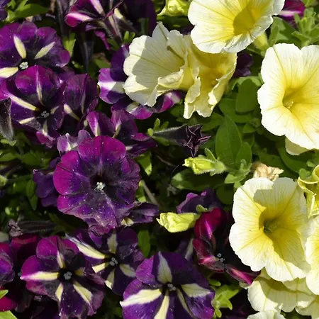 شقة Glicine E Luna