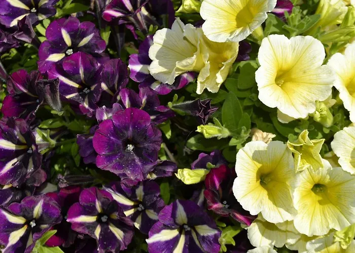 アパート Glicine E Luna